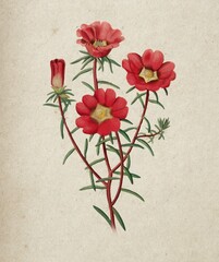 Botanical illustration of Portulaca with bright red blooms and slender stems on beige textured paper. Perfect for botanical wall art, floral prints, and home decor.