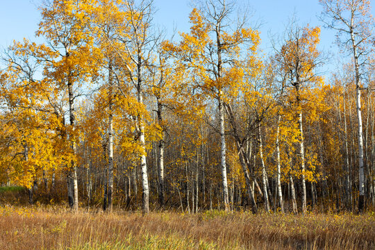 autumn trees in a park with blue sky