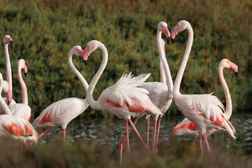 Flamenco común formando corazones con sus cuellos, Santa Pola, España