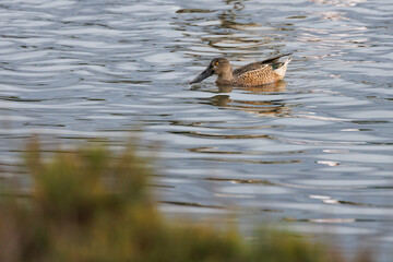 Pato Cuchara com&uacute;n hembra Spatula clypeata en el parque natural Salinas de Santa Pola, Espa&ntilde;a