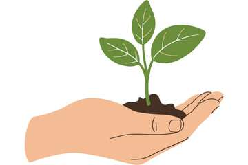 Hand holding a young plant isolated on white background