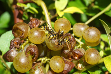 Common wasps (Vespula vulgaris) eating green grapes. Bunch of rotting grapes. Dutch garden. September. Netherlands