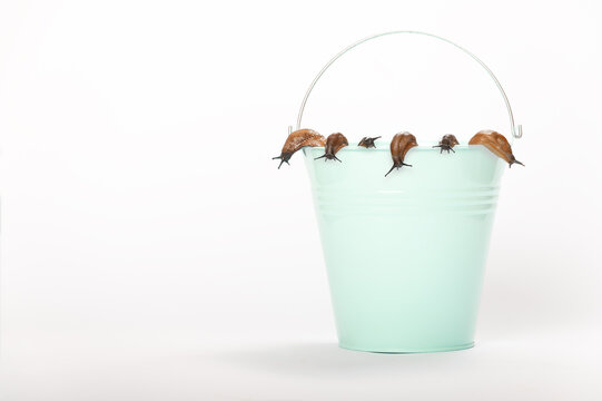 Spanish slugs, garden pest, many snails collected in a bucket