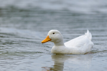 White duck swimming in calm water