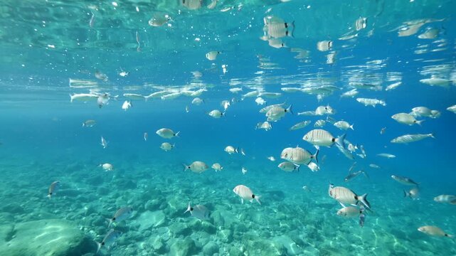 grey mullets eating from the surface of water