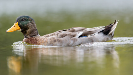 Mallard Duck Swimming on a Calm Lake