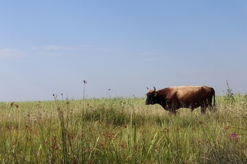 cow in the field