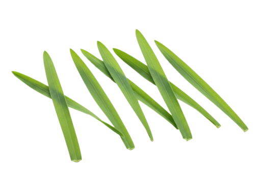 Ultra-realistic UHD photo of vibrant green grass blades, sharp contours, fine details, subtle sheen, arranged on pristine transparent plain, shadowless studio light, commercial purity concept