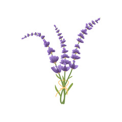 Obraz premium Lavender Flower Vector Illustration