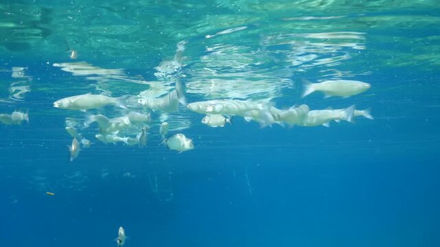 grey mullets eating from the surface of water