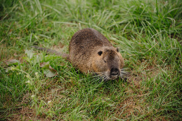 dark brown nutria sits on green grass