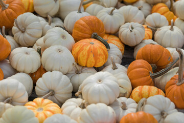 Pumpkin field at autumn harvest, many orange pumpkins on a farm