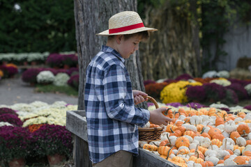 Autumn Harvest at the Pumpkin Farm