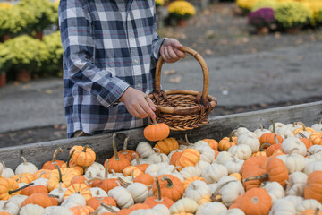 Autumn Harvest at the Pumpkin Farm