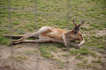 Fototapeta premium Kangaroo resting peacefully on grass in a natural habitat during sunny afternoon