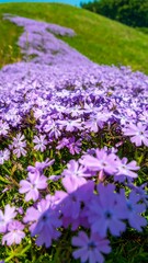 Obraz premium Purple flowers hillside