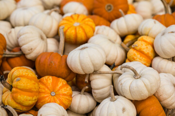Pumpkin field at autumn harvest, many orange pumpkins on a farm