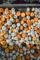 Pumpkin background. Pumpkins field at autumn harvest, many orange pumpkins on a farm