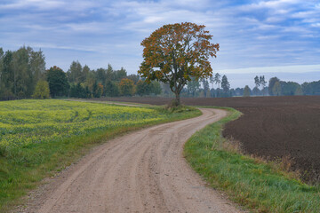 Road through the countryside on an autumn morning