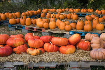 Pumpkin field at autumn harvest, many orange pumpkins on a farm