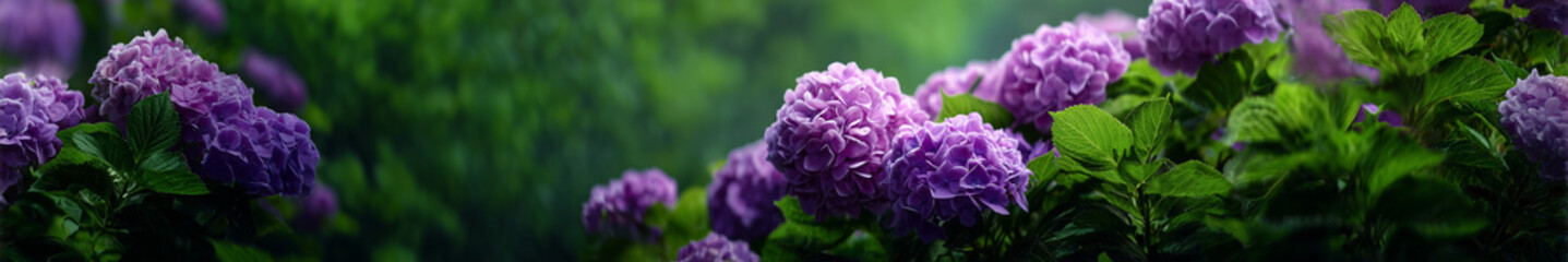 Fototapeta premium Purple hydrangeas in a lush garden for gardening themes and background visuals.