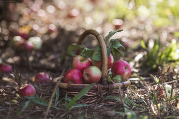 Basket of red aapples under an apple tree