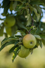 Green Apples on a Tree in Orchard