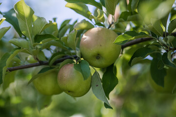 Green Apples on a Tree in Orchard