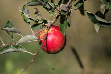 Red Apples on a Tree in Orchard