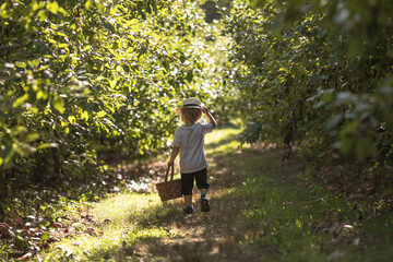 Two-year-old boy running with a basket in an apple orchard