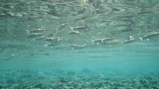 grey mullets eating from the surface of water