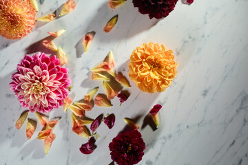 Pink and white dahlias and petals on marble
