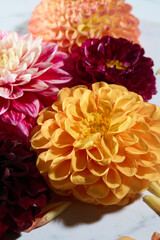 Red, yellow, and peach dahlias on white background
