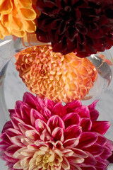 Cluster of orange, red, and pink dahlias in clear vase
