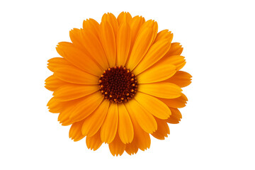 Realistic calendula flower isolated on transparent background. Ideal for organic cosmetics, herbal packaging, skincare branding, wellness design, botanical illustrations, and natural product labels.