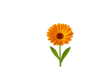 Realistic calendula flower with stem and leaves isolated on white background. Organic cosmetics, herbal packaging, skincare branding, eco design, wellness projects, and botanical illustrations.