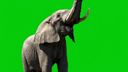 Animated Sequence of Majestic African Elephants on Green Screen for Visual Effects and Compositing Projects