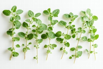 Fresh Oregano Stems Arranged on White Background, Aerial View, Culinary Herb