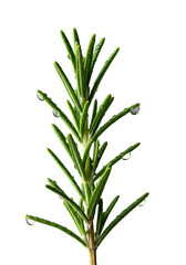 Fototapeta premium Vibrant, dew-kissed rosemary sprig with emerald needles and shimmering dewdrops, macro shot on transparent background with soft shadow. Concept of natural freshness and aromatic essence