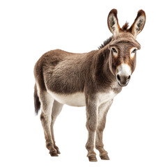 Obraz premium donkey png farm animal png burro png livestock png equine png transparent background image