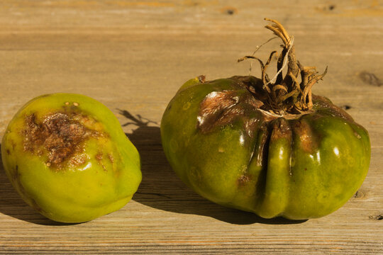 Tomato growing problems - Blossom end rot