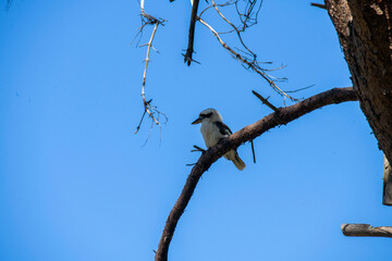 Laughing Kookaburra (Dacelo novaeguineae)