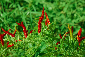 Hot peppers. Detail of the fresh fruit.