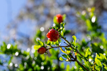 Pomegranate (Punica granatum) bud