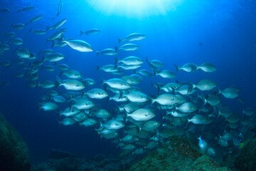 A school of silvery fish swims over the reef in the Pacific Ocean.
