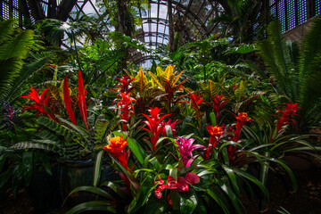 tropical flower garden