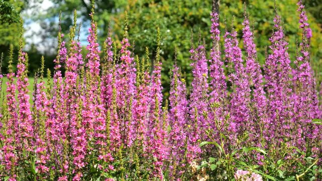 Vibrant purple loosestrife or Lythrum salicaria in summer landscape