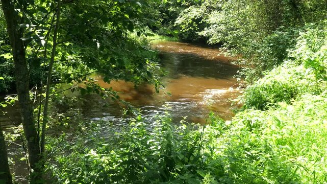 The Kudka River flows through the forest in Pskov region of Russia