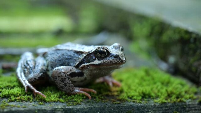 Closeup of moor frog (Rana arvalis) semiaquatic amphibian in natural habitat