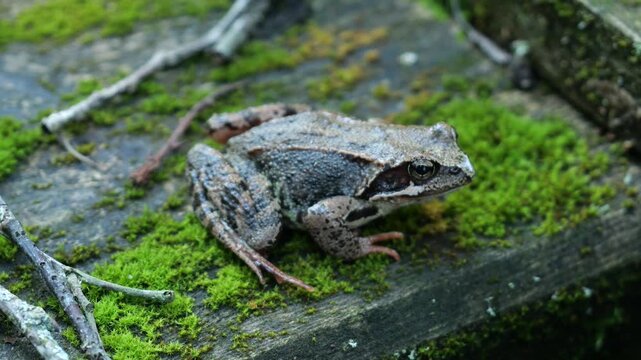 Closeup of moor frog (Rana arvalis) semiaquatic amphibian in natural habitat